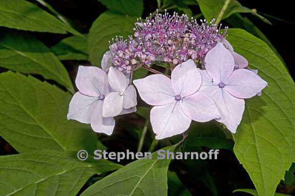 hydrangea serrata 3 graphic